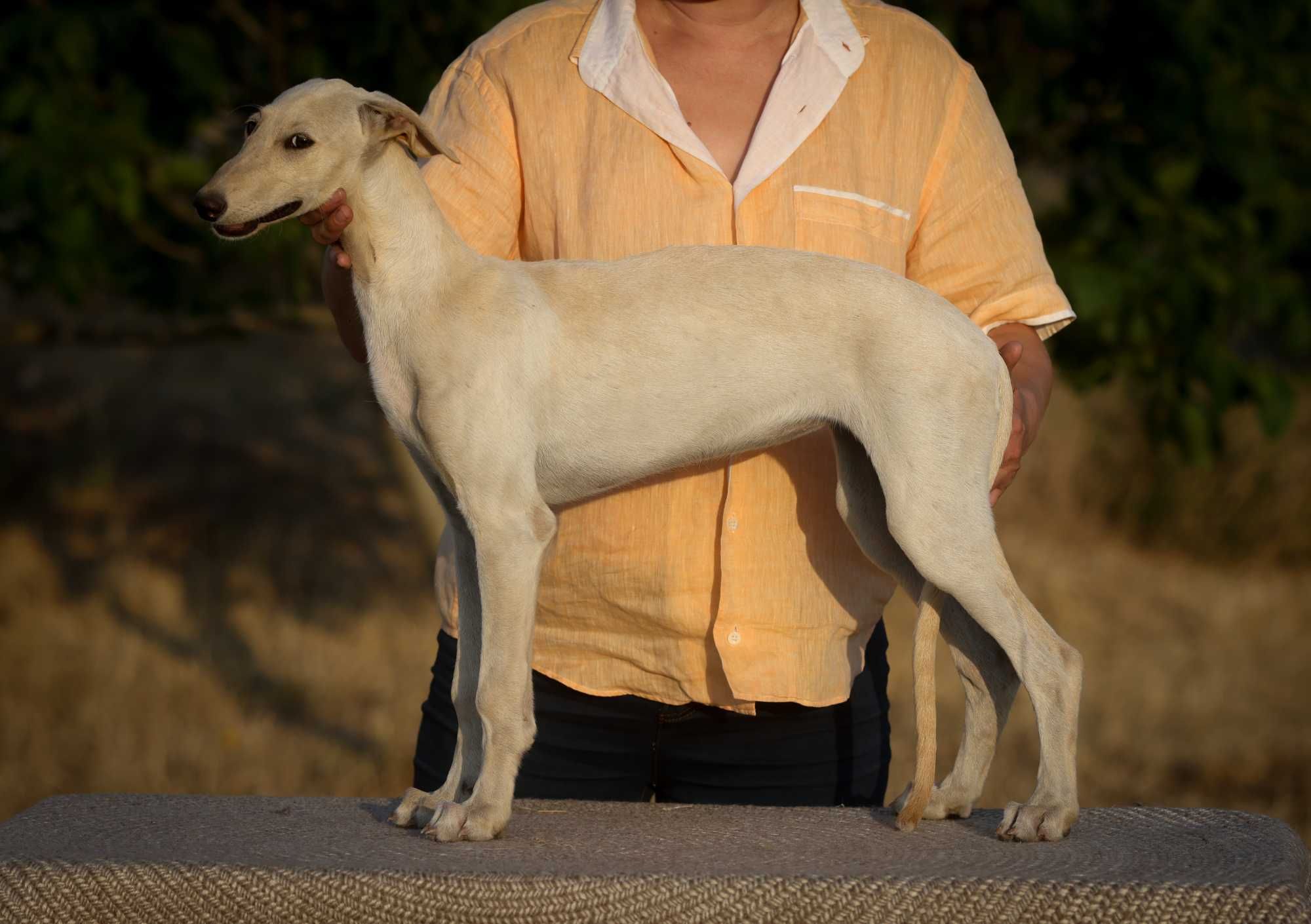 Цуценята Гальго. Galgo Espanol