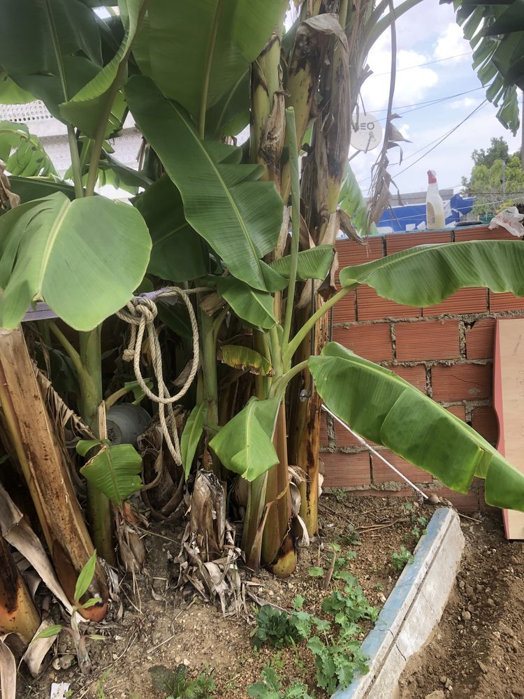 Bananeiras para Plantar