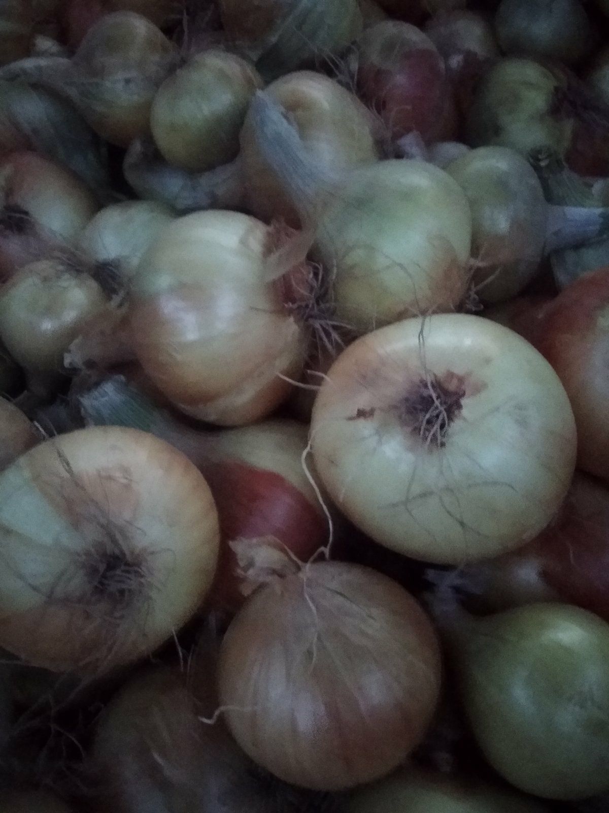 Продам  смачну цибулю