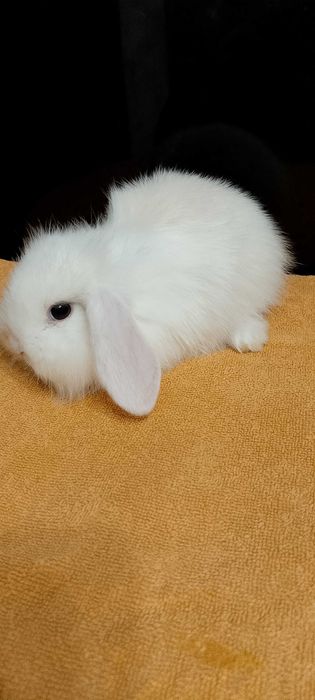 Króliczki miniaturki