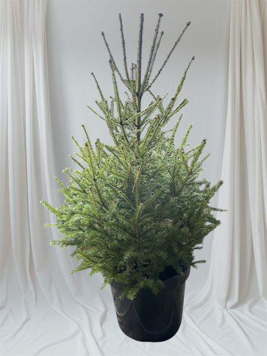 Ялинка в горщику жива