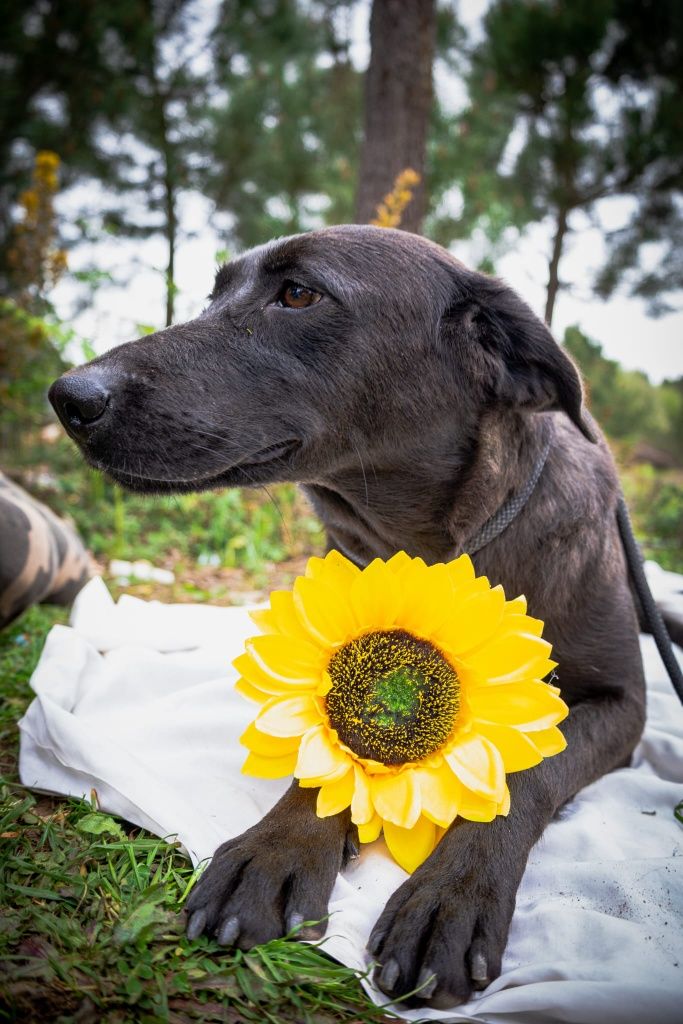 Fiona- cachorra de porte médio para adoção. Cruzada de labrador