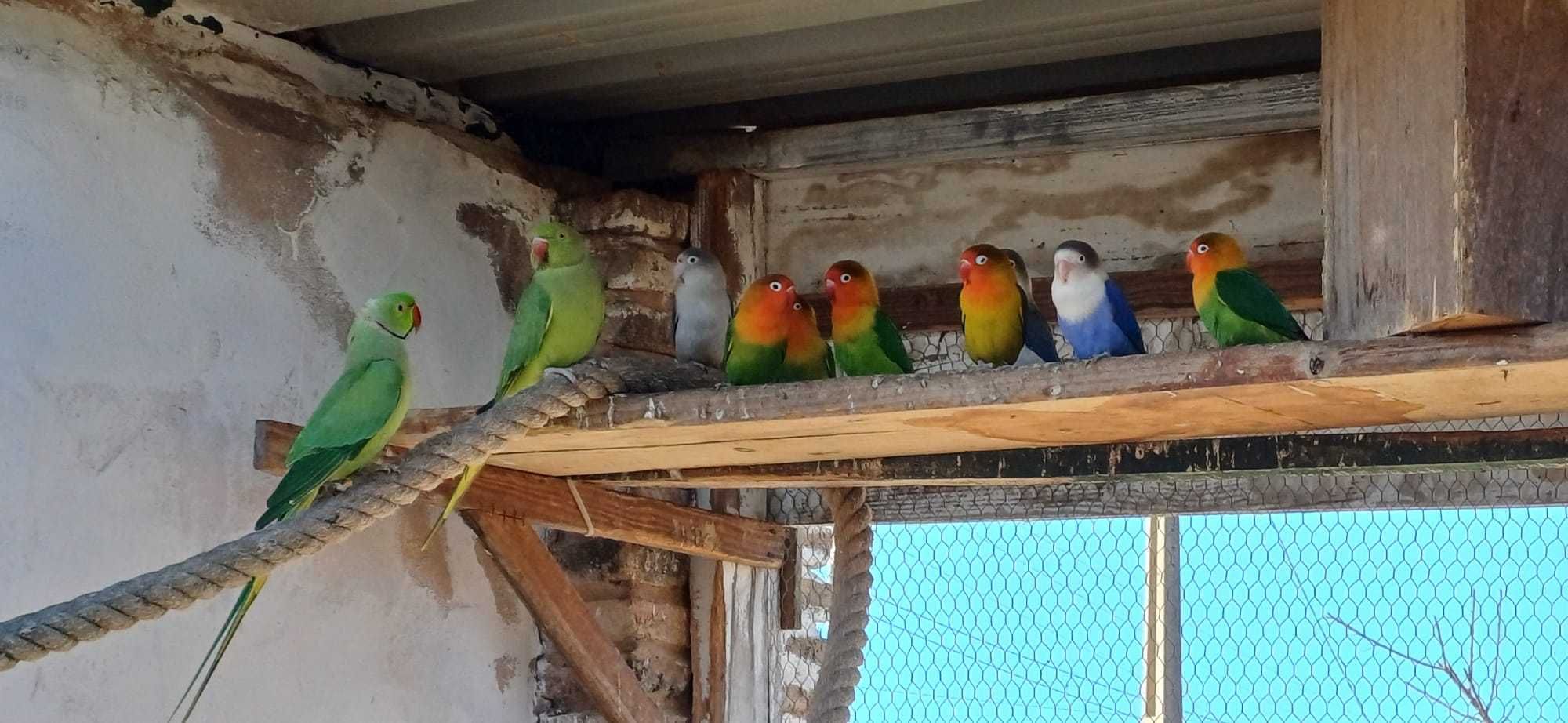 Animais (preço por animal)