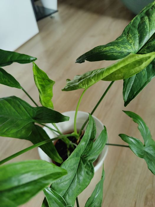 Syngonium mottled mojito dwie sadzonki duże