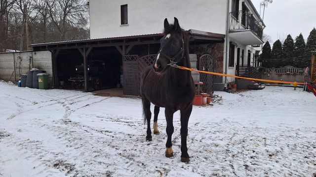 Sprzedam wałacha śląskiego