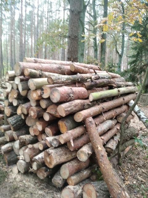 Sosna opałowa w Wałkach.  TRANSPORT