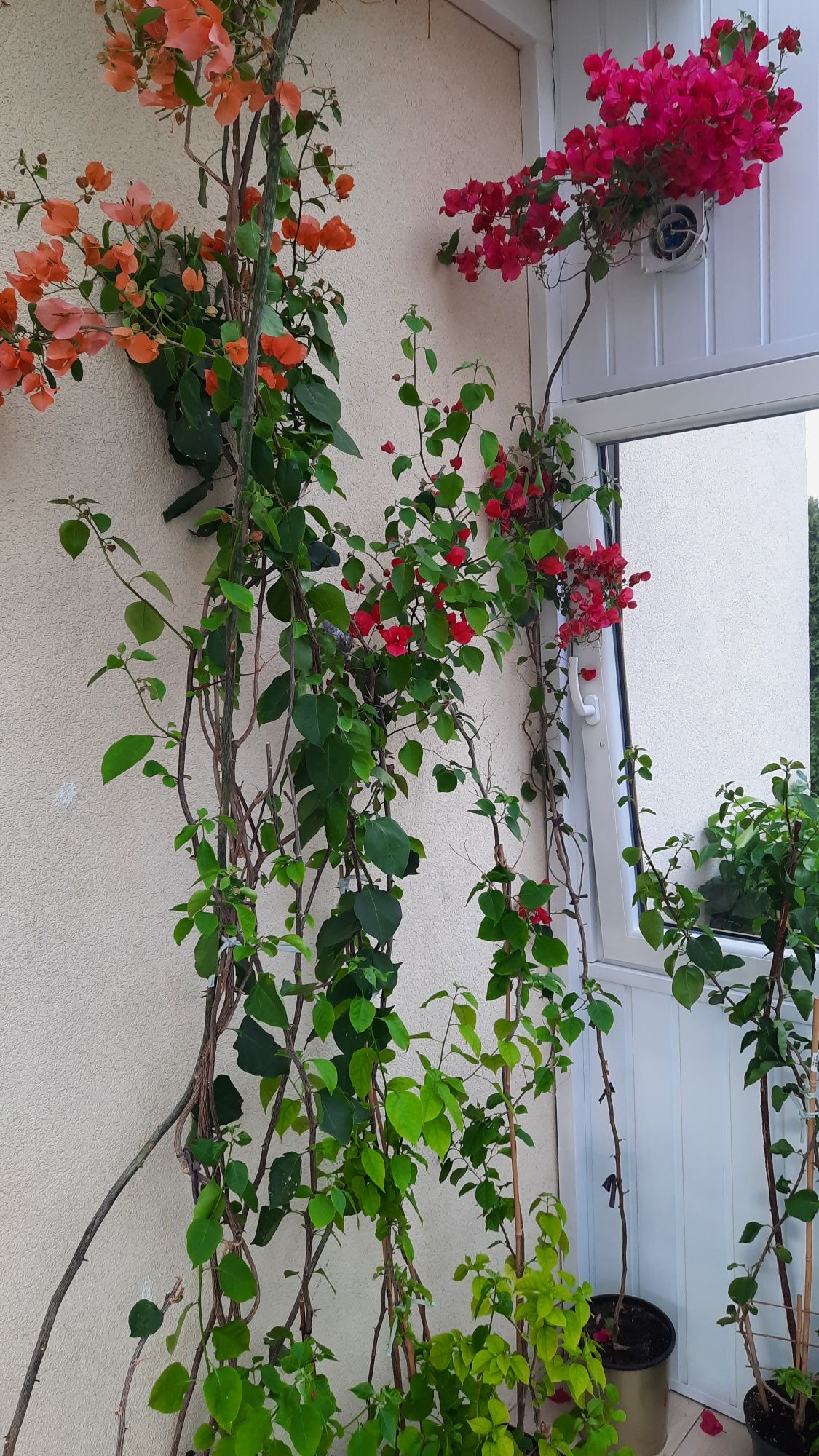 Bougainvillea, bugenwilla