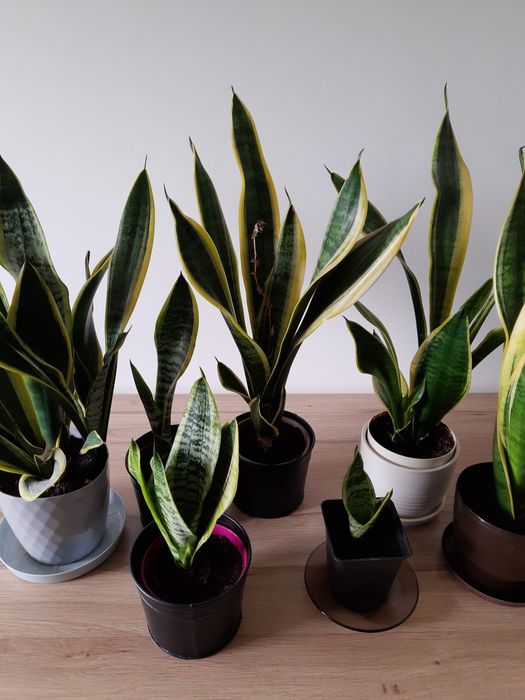 Sansewieria 50 cm, Języki teściowej, żółte obrzeża