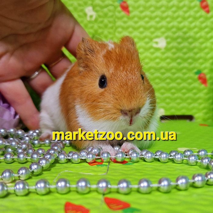 Морська свинка, морські Тедді, крестед,гладкошерстні