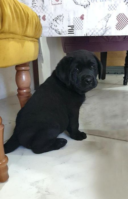 Лабродор чорного окрас, хлопчик