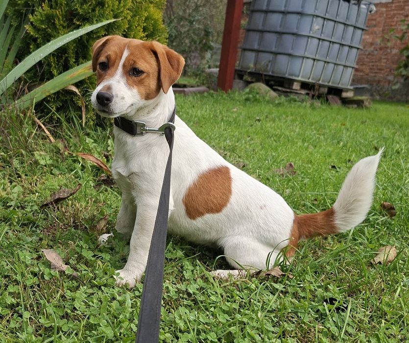 Jack Russell Terrier dziewczynka z rodowodem FCI
