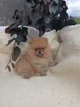 Szpic miniaturowy Pomeranian ZkwP FCI