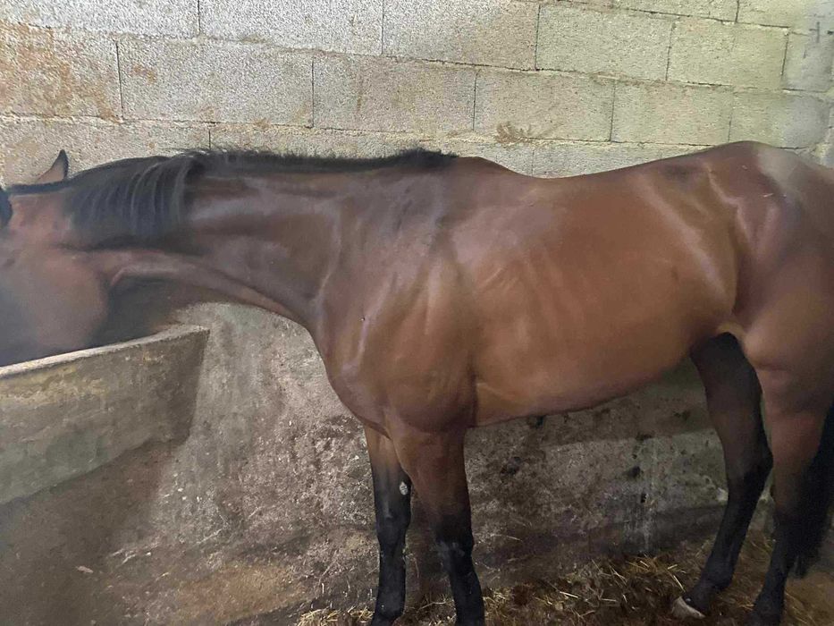 Egua psi 4 anos muito meiga