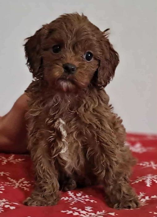 aktualne! piesek red cavapoo f1 cavalier x pudel mini 8tyg do  odbioru