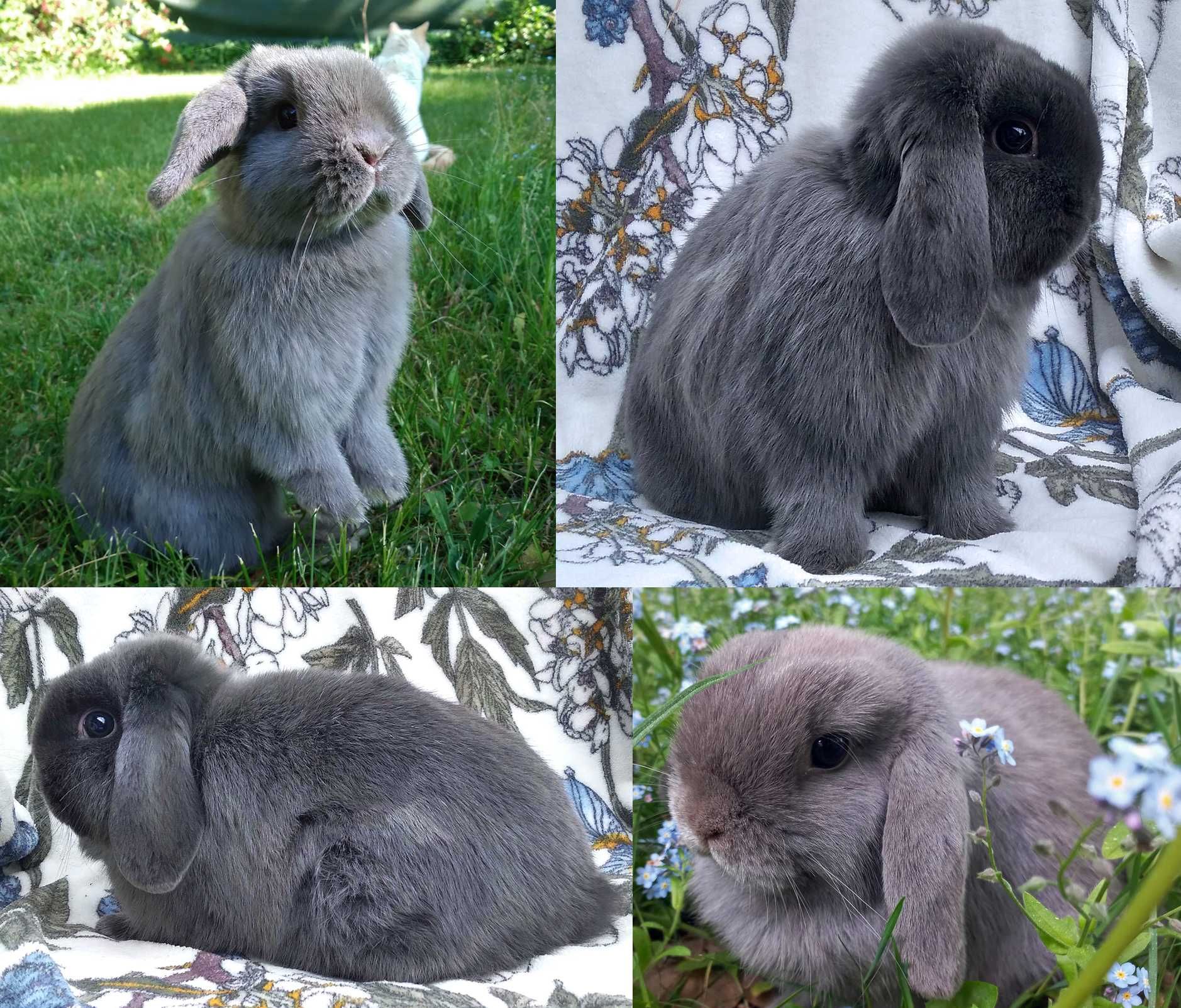 Karzełek niderlandzki, Mini lop baranek, maleńkie cuda - WARSZAWA