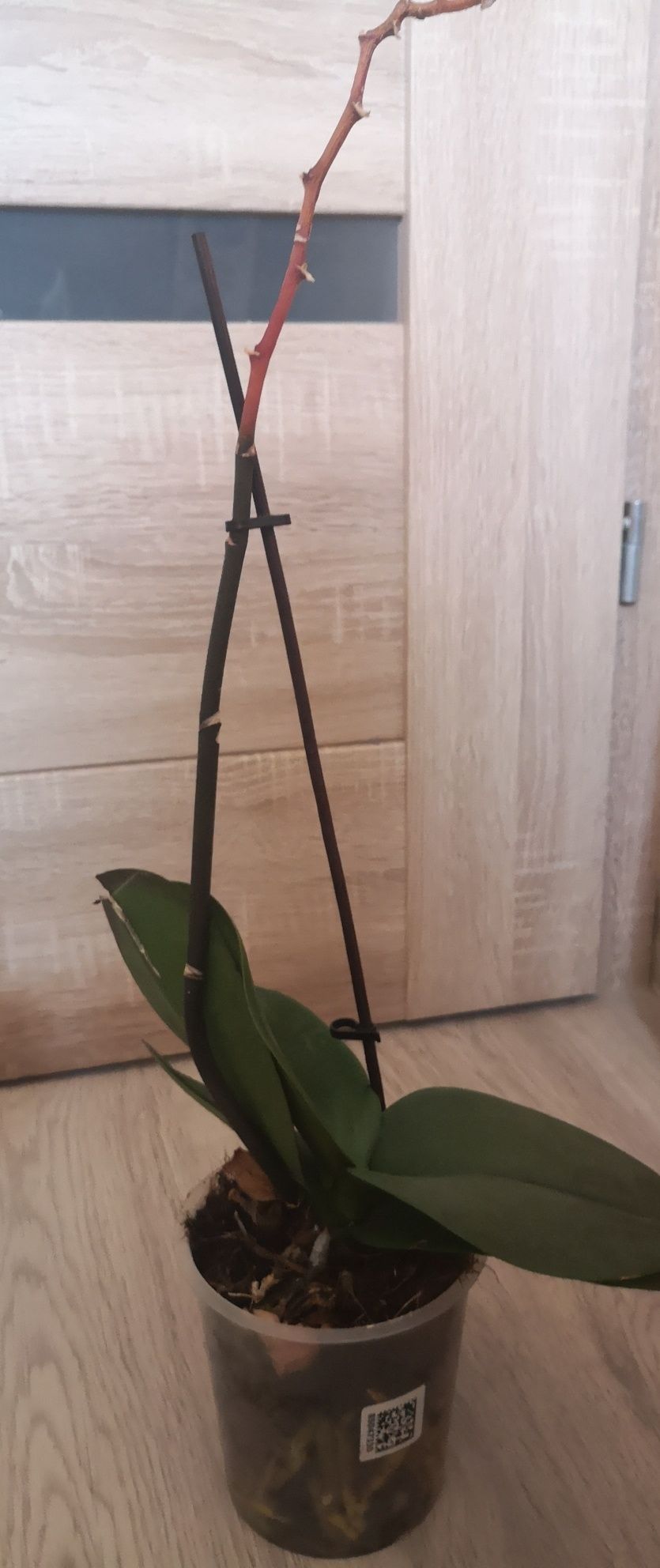 Storczyk orchidea