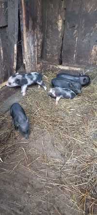Свині мангали в'єтнами