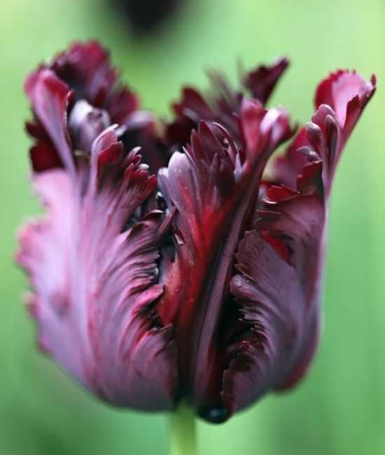 Tulipany papuzie Black Parrot 30 cebulek za 56 zł