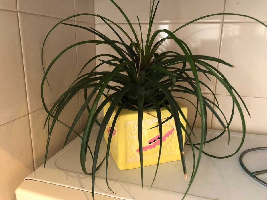 planta verde com vaso mexicano amarelo