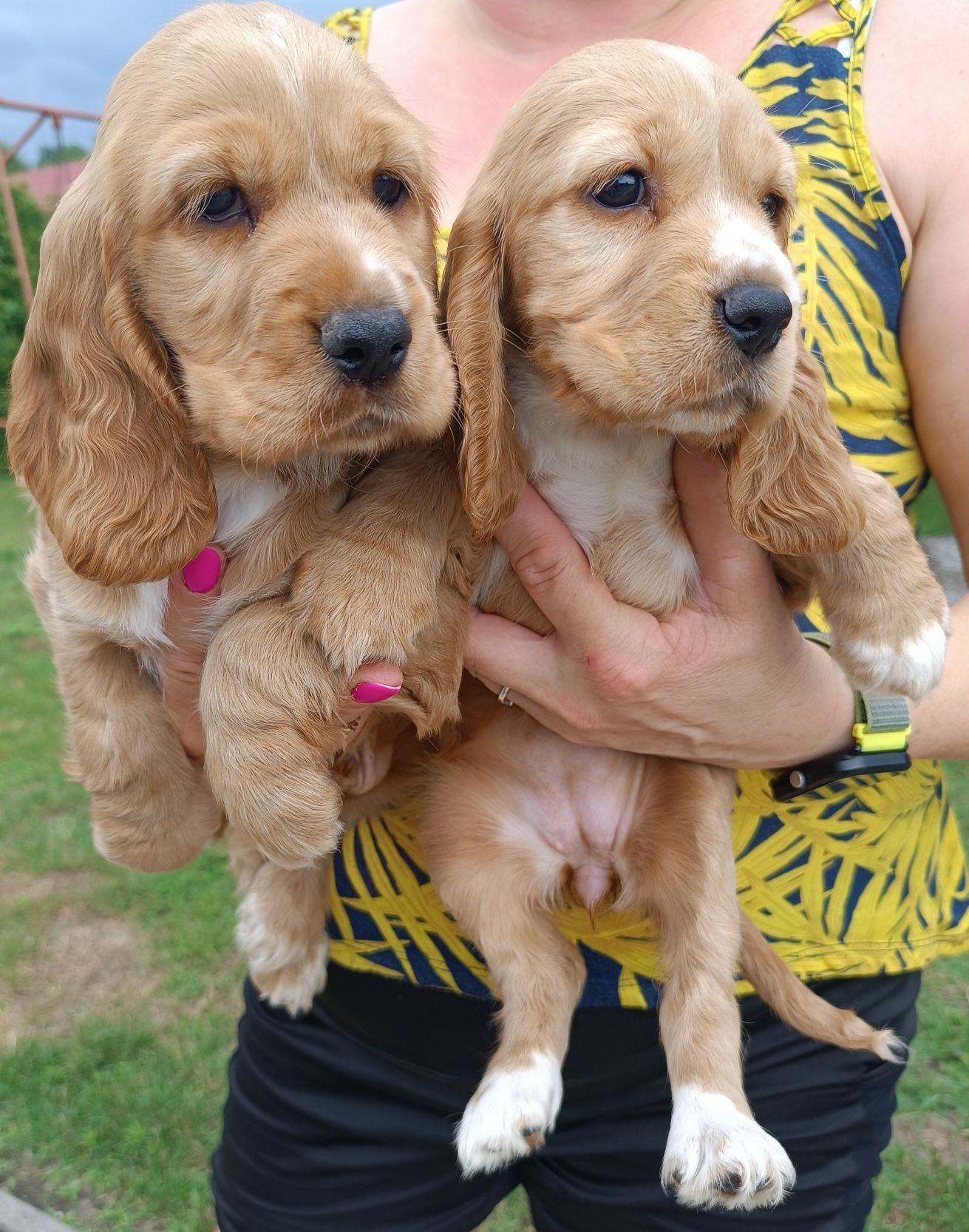 Piesek cocker spaniel angielski.