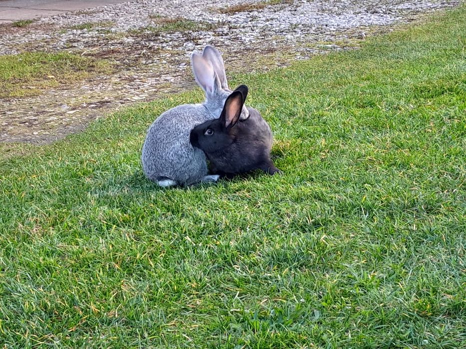 Królik, króliki, króliczki