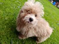 Maltipoo śliczny piesek