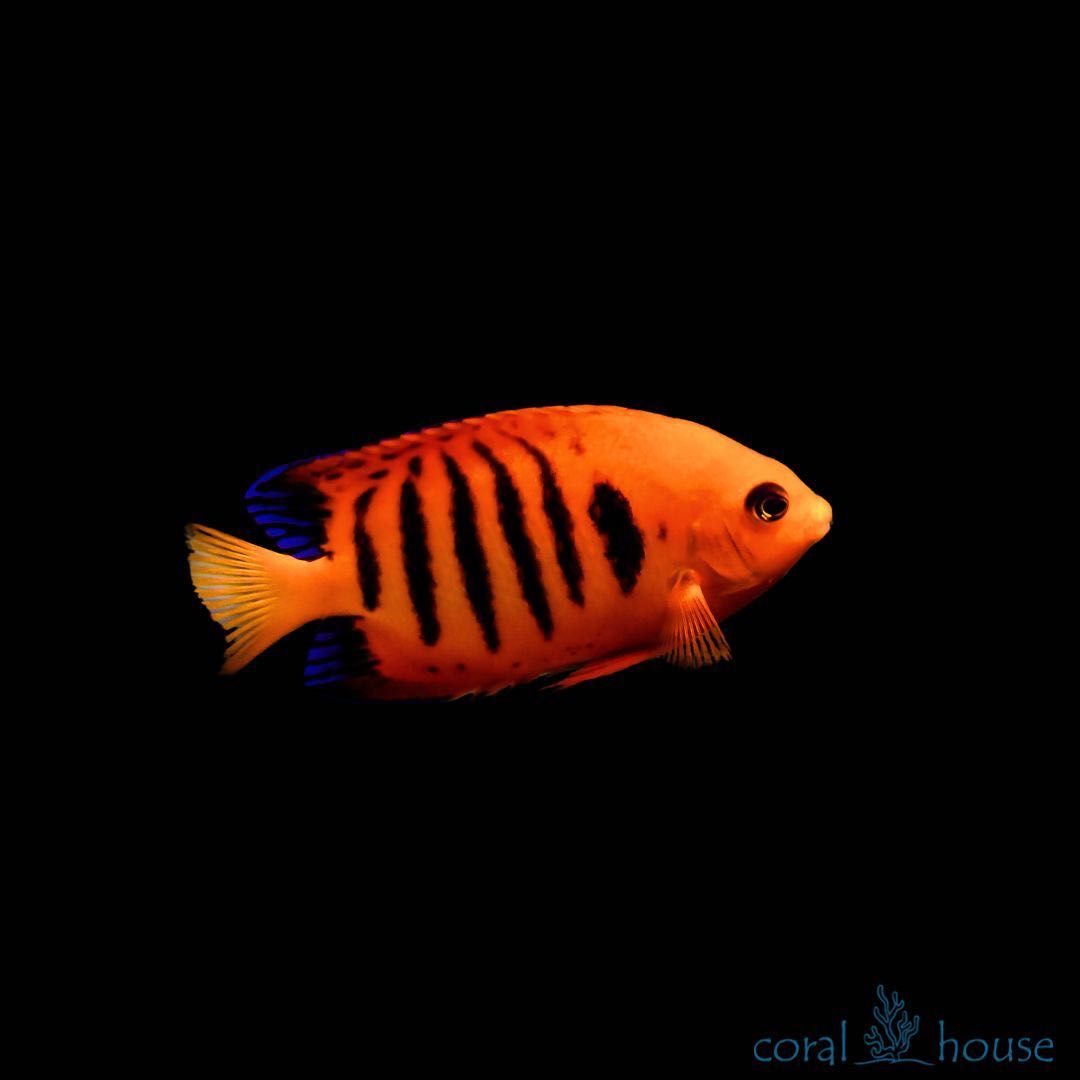 Ryba Centropyge Loriculus