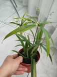 Papirus cyperus średni