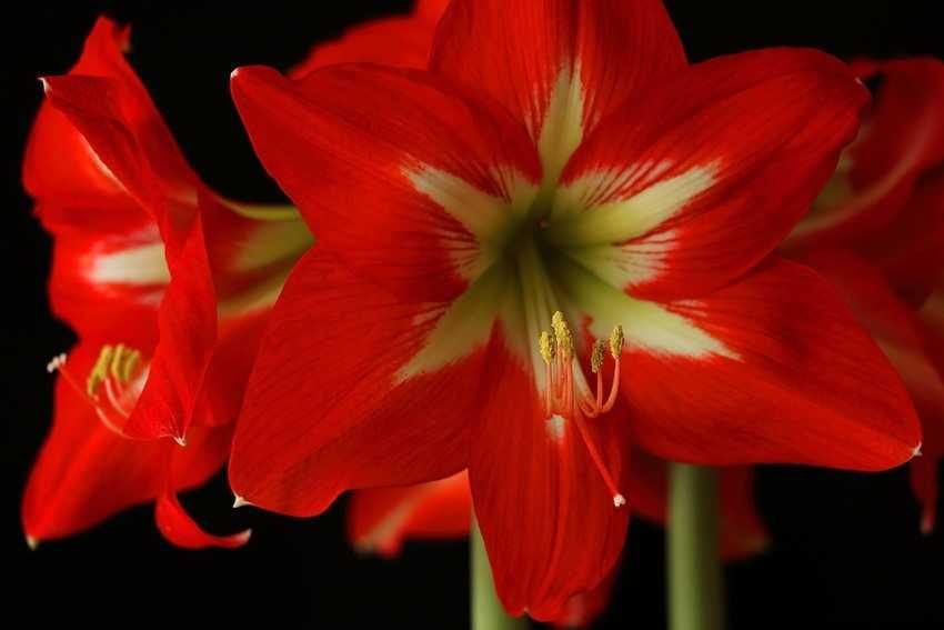 Гиппеаструм красный