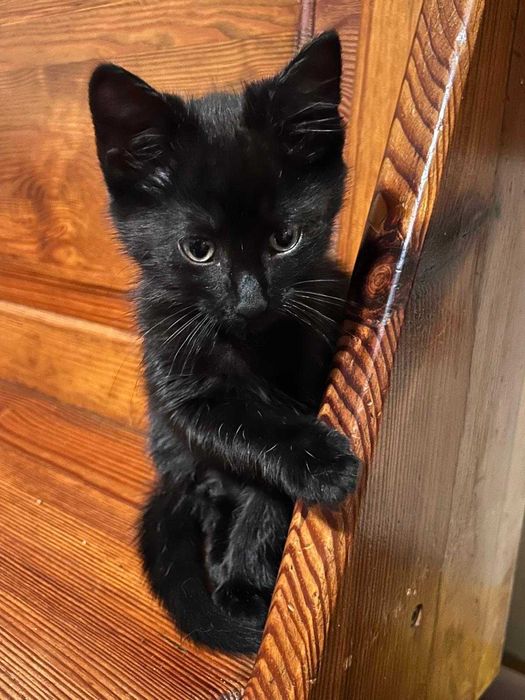 Koty do oddania. Modliborzyce