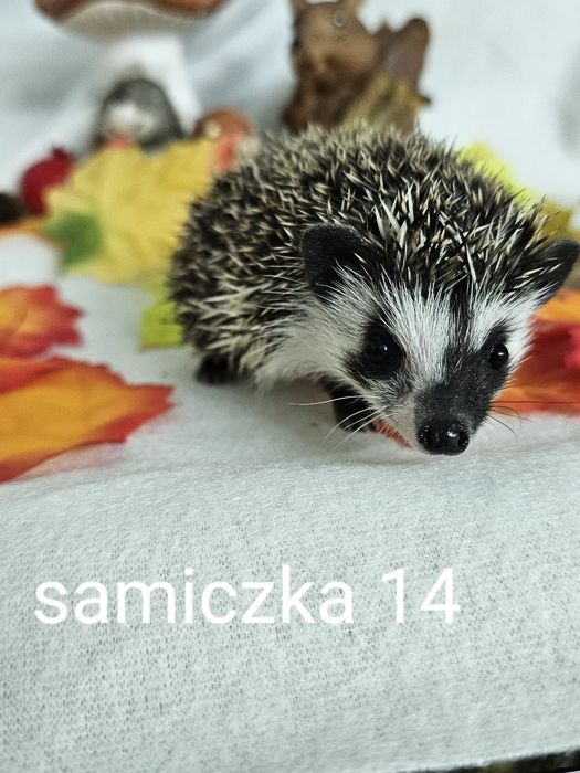 Jez jeżyki jeżolki jeż pigmejski jez afrykanski