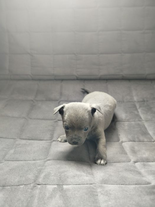 Chihuahua piesek