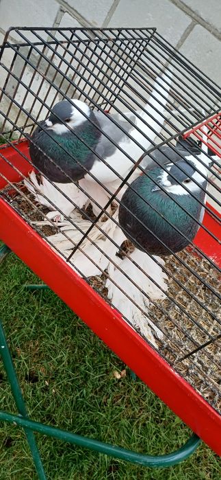 Gołębie różnych ras