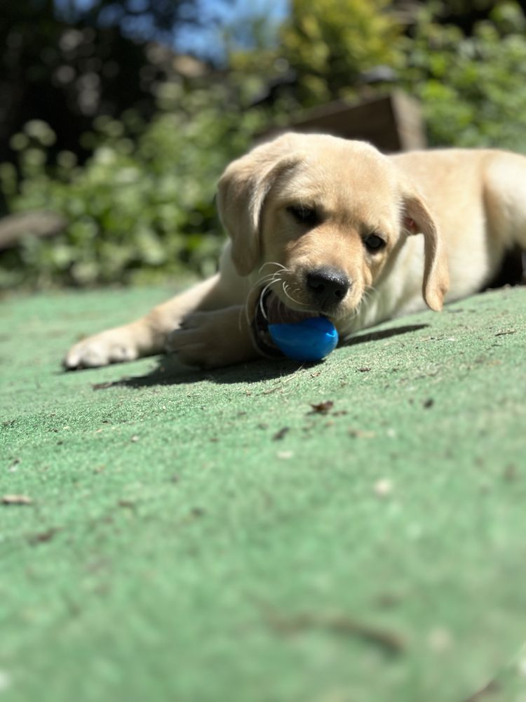 Labrador z rodowodem FCI ZKwP biszkoptowy