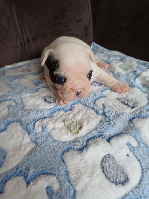 Buldog Francuski suczka