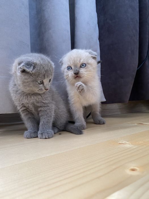 Чистокровні висловухі британці котики