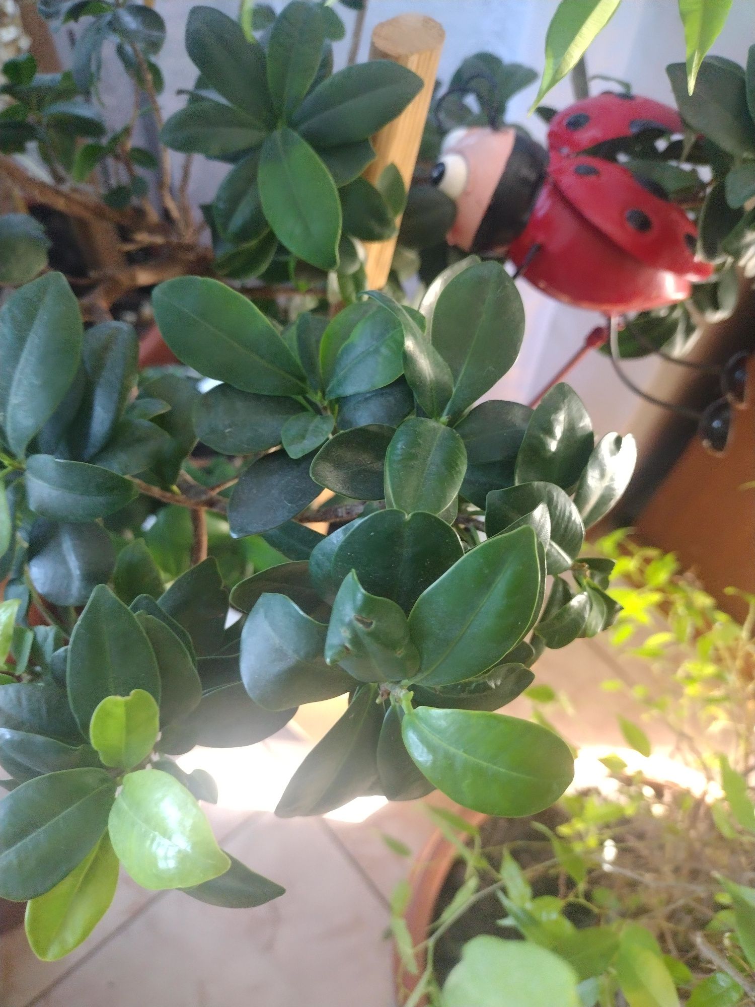 Bonsai drzewko mlode