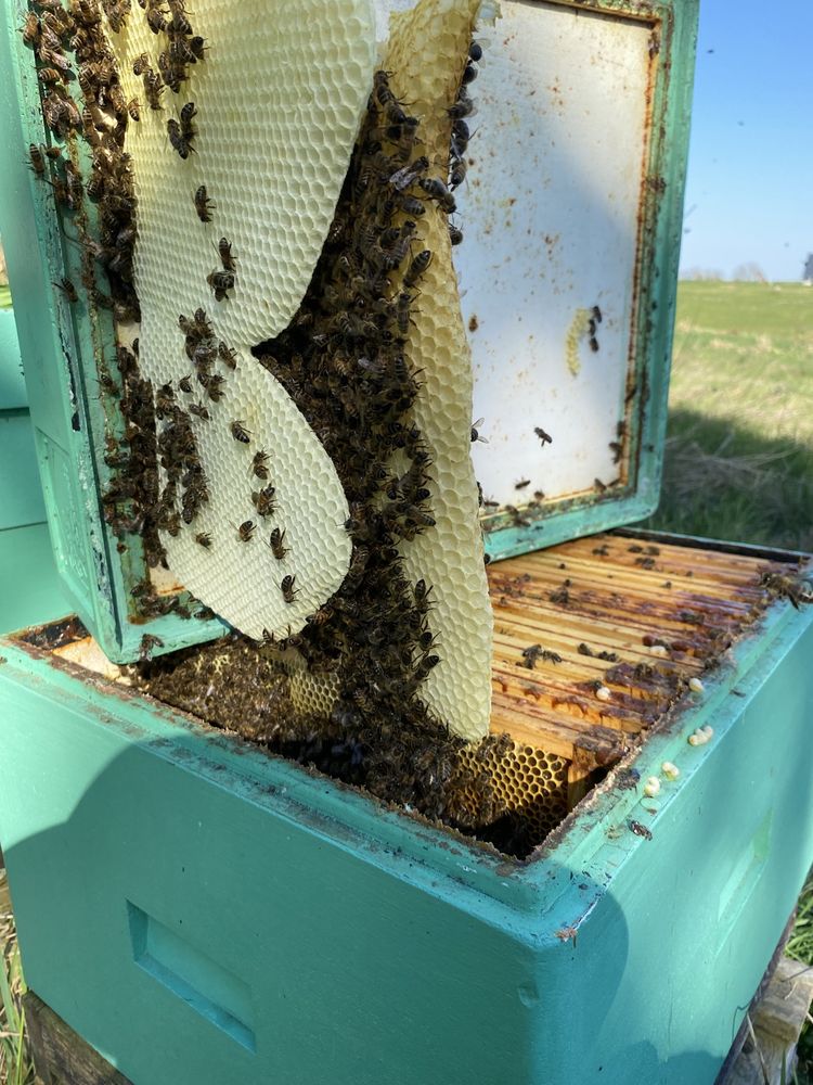 Przezimowane odkłady pszczele 6 ramkowe wielkopolskie
