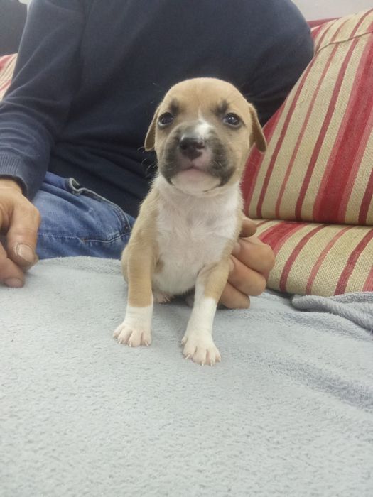 Crias American staff puros adoção