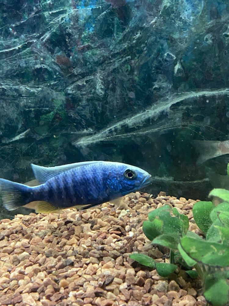 Хаплохромис васильковый Цихлида Sciaenochromis fryerі