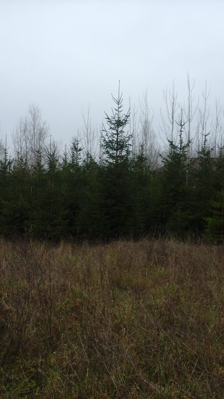Choinki, świerki - plantacja ekologiczna