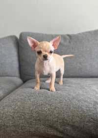 Chihuahua chłopiec FCI ZKwP