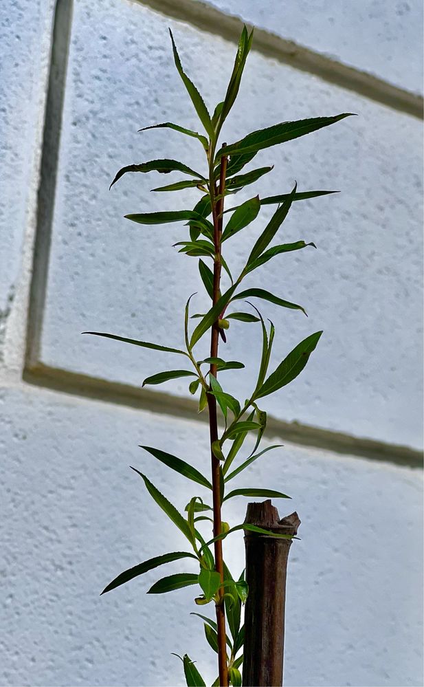 Árvores Salgueiro-Chorão cerca de 140 cm de altura