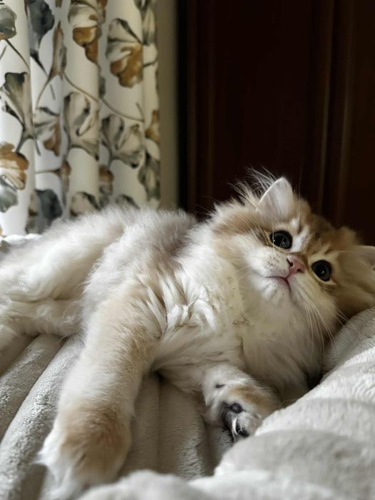 Kot brytyjski kocurek złoty