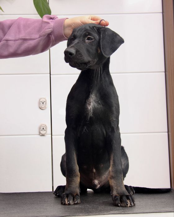 Nagi pies meksykański xoloitzcuintle, wersja owłosiona