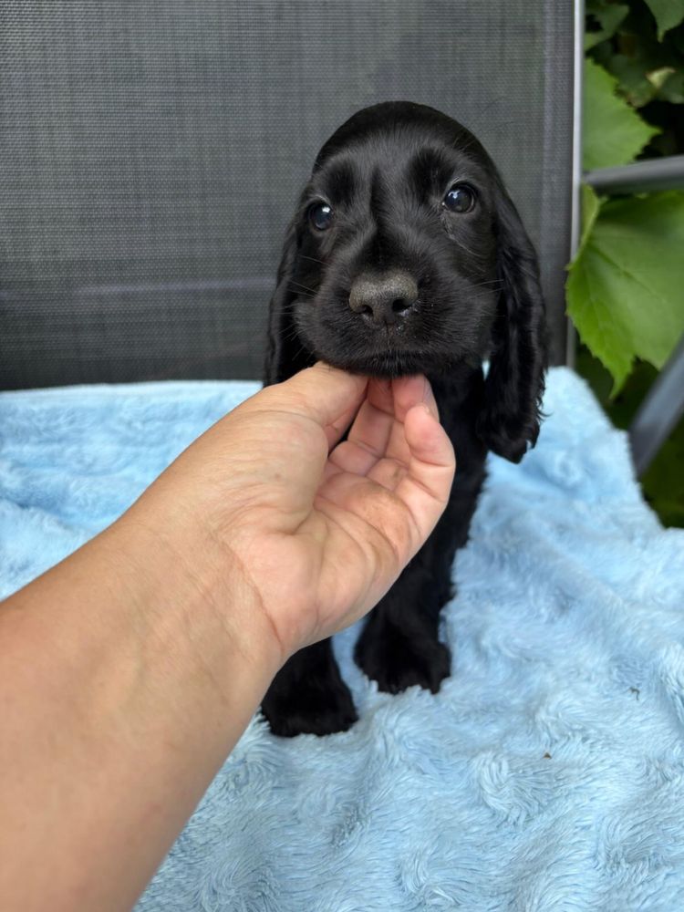 Czarny samiec cocker spaniel