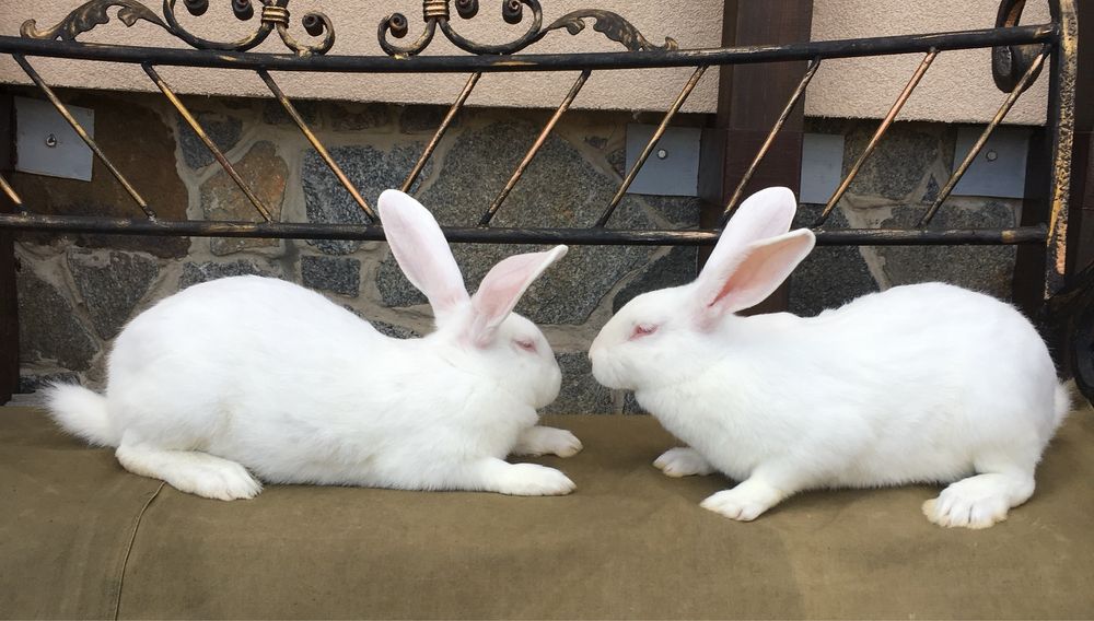 Кролі Термонська Біла ( Термонці)