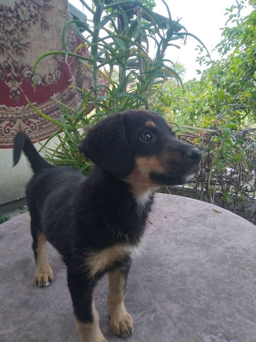 Цуценя, собачка в добрі руки