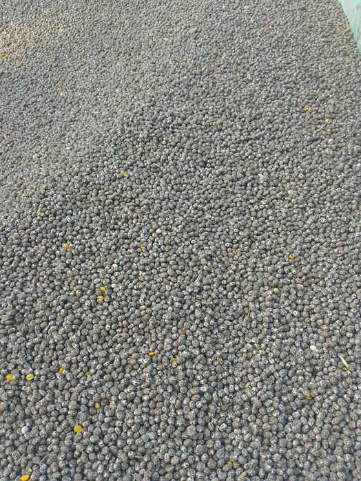 Łubin gorzki na poplon