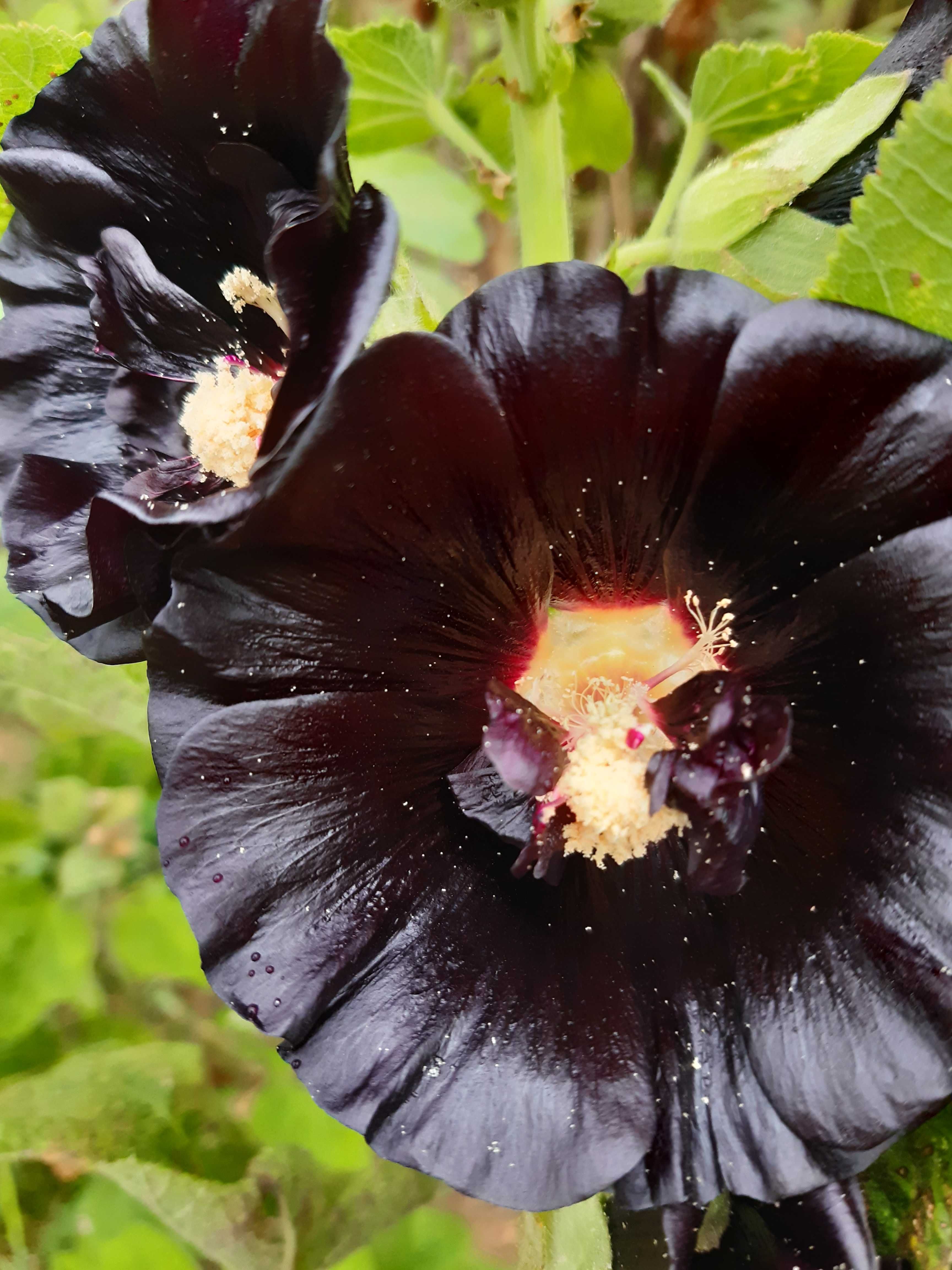 Kwiat malwy czarnej suszony